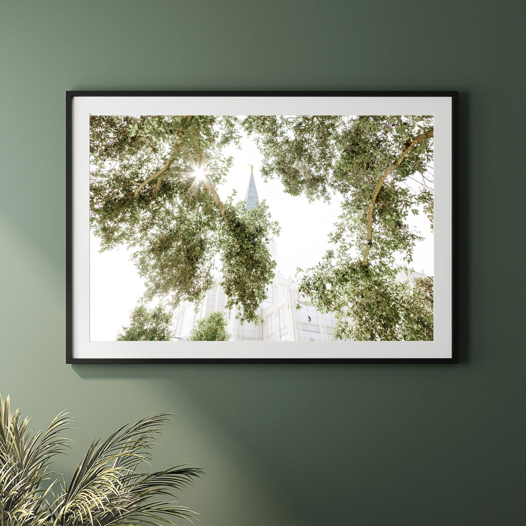 Houston Texas Temple Trees - Jesus is the Christ Prints