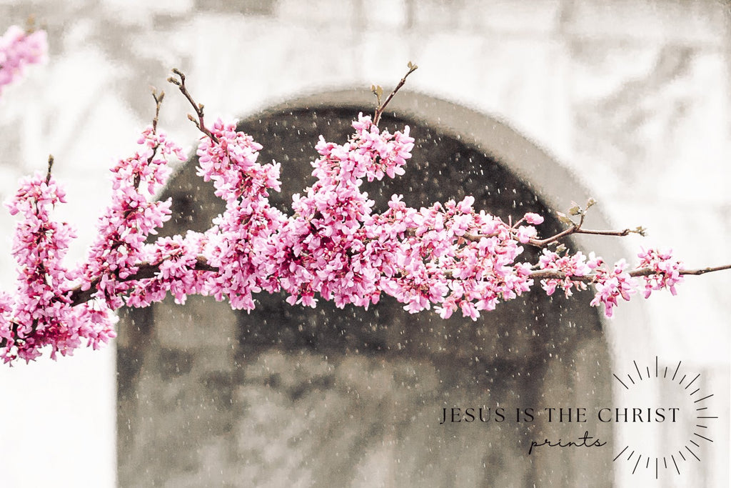 Dallas Temple Blossoms - Jesus is the Christ Prints